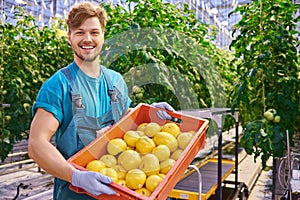 Young attractive man harvesting tomatoes in greenhouse