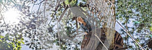 Young attractive woman in adventure rope park in safety equipment BANNER, LONG FORMAT