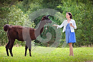 Young attractive woman feeding a brown alpaca