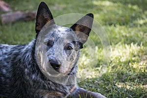 Young Australian Cattle Dog Blue Heeler closeup