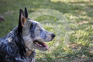 Young Australian Cattle Dog Blue Heeler closeup portrait