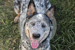 Young Australian Cattle Dog Blue heeler laying on the grass looking up