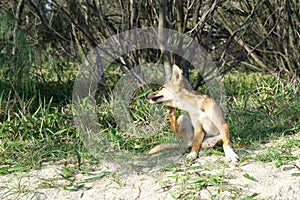 Young australian dingo walking on the beach looking for food