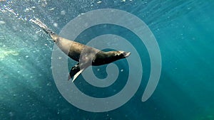 Young Australian Fur Seal at Pissy Boy Rocks