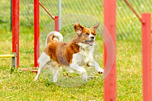 A young australian shepherd dog learns to jump over obstacles in agility training