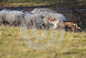 Young australian shepherd dog and sheep on a farm - dog is grazing - herding the sheep