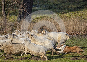 Young australian shepherd dog and sheep on a farm - dog is grazing - herding the sheep