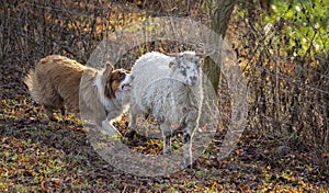 Young australian shepherd dog and sheep on a farm - dog is grazing - herding the sheep