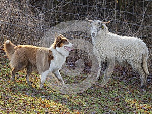 Young australian shepherd dog and sheep on a farm - dog is grazing - herding the sheep