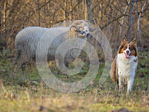 Young australian shepherd dog and sheep on a farm - dog is grazing - herding the sheep