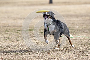 Young Australian Shepherd in the park playing disc