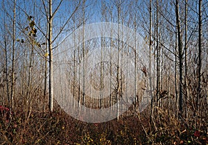 Young autumn forest trees