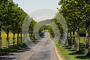 A young avenue a sunny day in Denmark