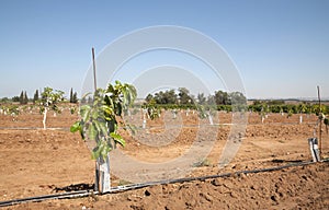 Young Avocado Etinger in picking season