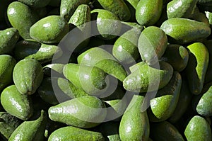 Young Avocado Etinger in picking season