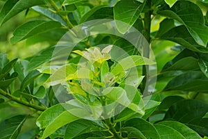 Young avocado Persea americana, avocado pear, alligator pear leaves in the nature background