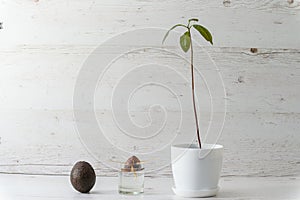 Young avocado plant in a white pot, an avocado seed sprouting in a glass