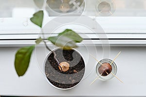Young avocado plant in a white pot, an avocado seed sprouting in a glass