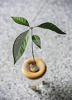 A young avocado sprout growing from pit or seed in glass of water