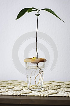 A young avocado sprout growing from pit or seed in glass of water