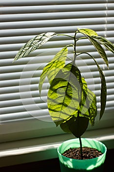 Young avocado tree in a green pot on a window with shutters, selective focus