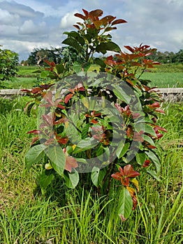 Young avocado tree grow up on the field