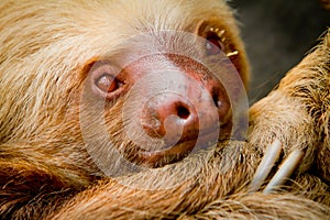 Young awake sloth in Ecuador South America photo