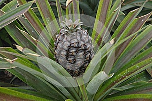 Young Azorean Pineapple Fruit Plant Up Close photo