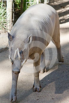 Young Babirusa male pig