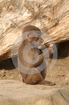 Young baboon
