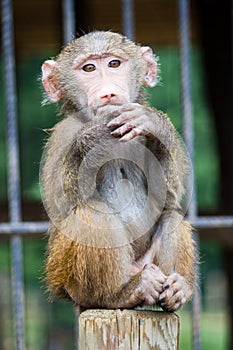 Young baboon