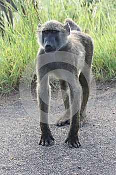 Young Baboon
