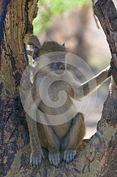 Young baboon, amboseli national park, kenya