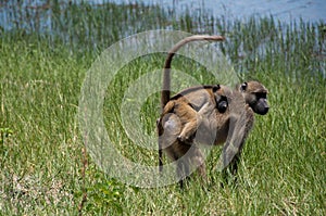 Young Baboon on Back