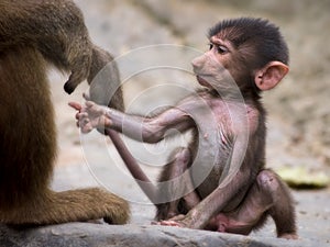 Young baboon