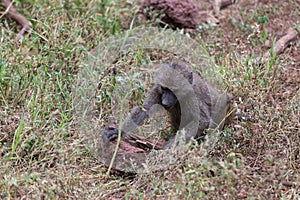 A young baboon looking for food