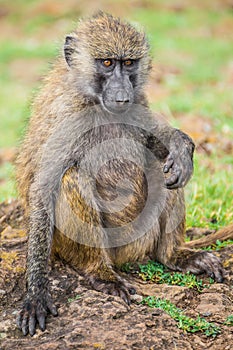 Young baboon resting in the Nakuru national park (Kenya)
