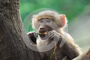 Young Baboon photo