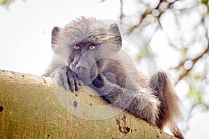 Young baboon sitting on branch and looking