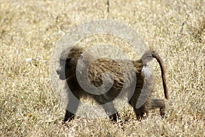 A young baboon walking