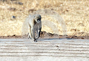 Young Baboon walking to waterhole in Krueger National Park in South Africa