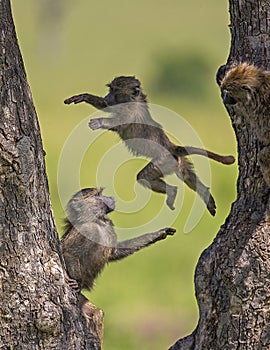 Young baboons playing, Masaimara, Africa