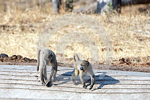 Young baboons walking to the waterhole in Kruger National Park in South Africa