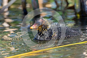 A young baby American coot Fulica americana, also known as a mud hen, is a bird of the family Rallidae swims to its mother with