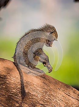 Young baby baboon sits in profile on limb of tree in Kenya