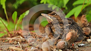 Young baby bird sittin on the ground