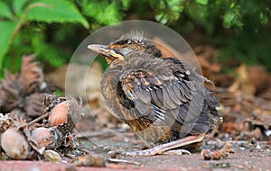 Young baby bird sittin on the ground