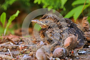 Young baby bird sittin on the ground