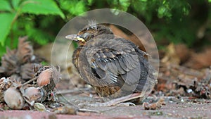 Young baby bird sittin on the ground