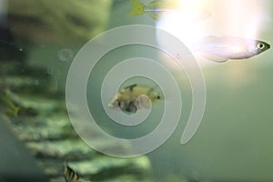 Young baby convict cichlid in a aquarium photo